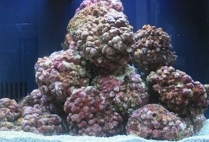 אצה אדומה - אקווריום מים מלוחים