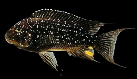 Petrochromis - פטרוכרטומיס - אקווריום