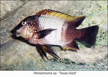 Petrochromis gold 