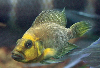 Altolamprologus compressiceps