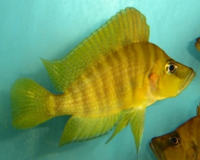 compressiceps