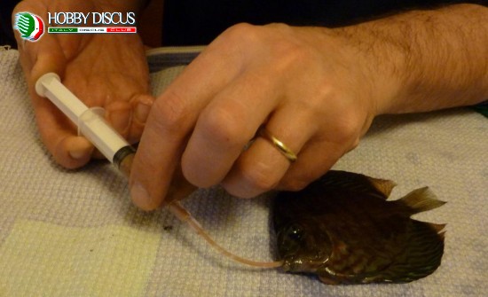 הזרקת מזון ותרופות למעי דג דיסקוס