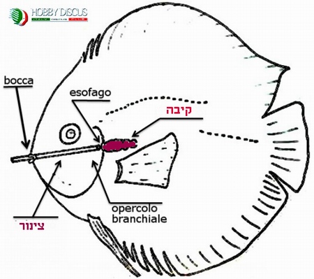 תרשים איך מזריקים לדיסקוס