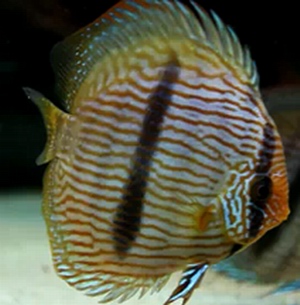 Symphysodon discus (דיסקוס הקאל)