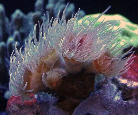    Arcohelia rediviva. תמונה  -   Cherry Corals