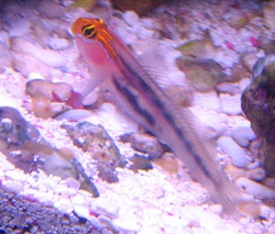 red head goby