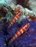 Red Striped Goby