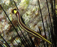 Giademichthys Lineatus