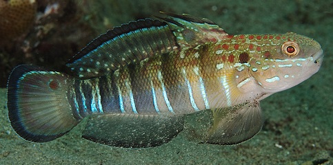 Amblygobius phalaena