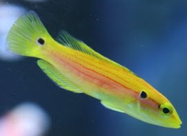 Yellow Candy Hogfish