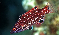 red diana hogfish