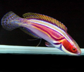 Labout\'s Fairy Wrasse