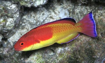 Hooded Fairy Wrasse