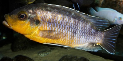 דג Petrotilapia genalute