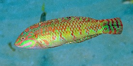 Pearly Wrasse