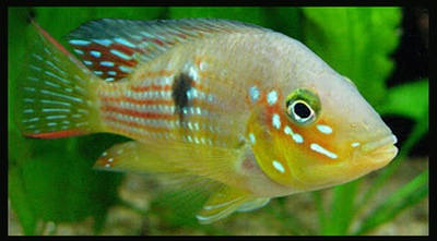 דג Gymnogeophagus meridionalis