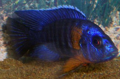דג Aulonocara hansbaenschi