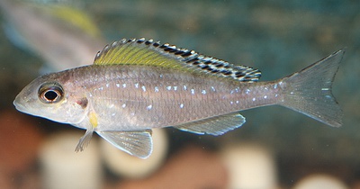 דג Xenotilapia spilopterus