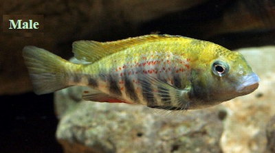 דג Simochromis babaulti