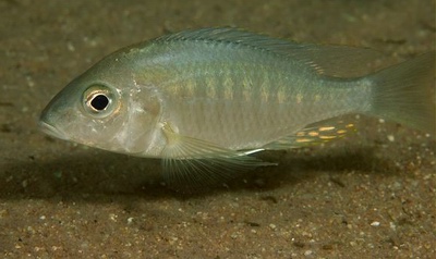 דג Aulonocara nyassae