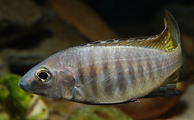 דג Aulonocara aquilonium