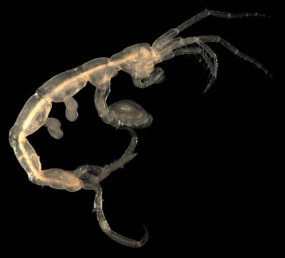 שרימפס Skeleton shrimp