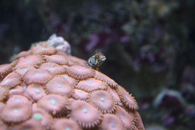 Mexican Barnacle Blenny