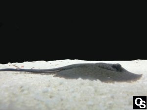 דג stingray reticulata