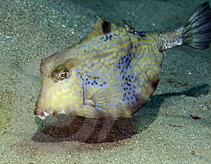 Thornback Trunkfish