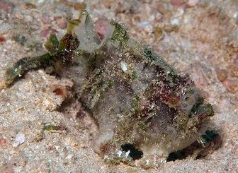 Tail-Jet Frogfish