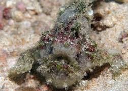 Tail-Jet Frogfish