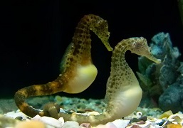 Big-belly Seahorse 