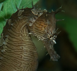 lined seahorse