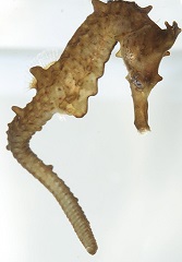 crowned seahorse