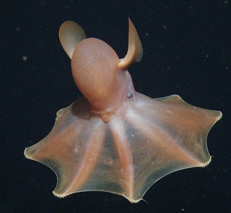 Grimpoteuthis