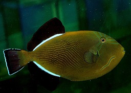 Indian triggerfish