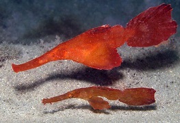 solenostomus cyanopterus