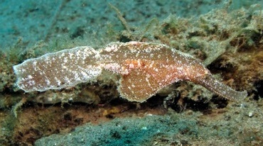 solenostomus cyanopterus