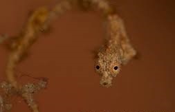 Lembeh Pygmy Seadragon