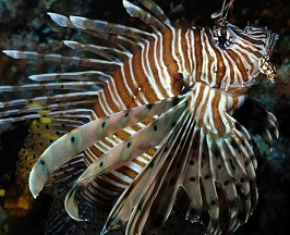 Volitan Lionfish, Colored