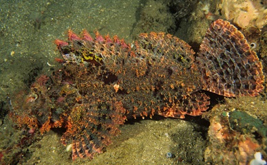 Tasseled scorpionfish