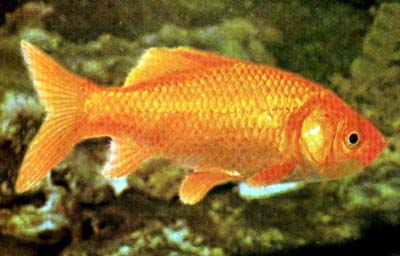 דג זהב