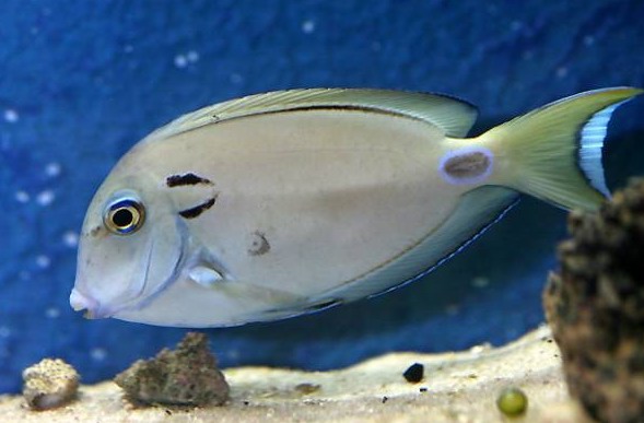 דג Acanthurus tennenti 