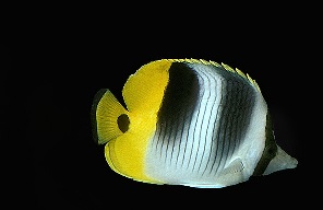 דג Chaetodon Ulietensis
