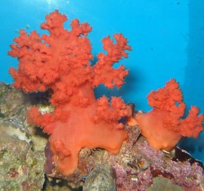 flower tree coral