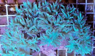  elegance coral