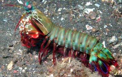 clown mantis shrimp