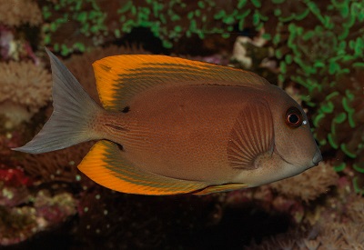 דג orangetip bristletooth