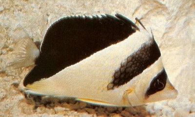 דג Chaetodon burgess