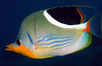 saddleback butterflyfish